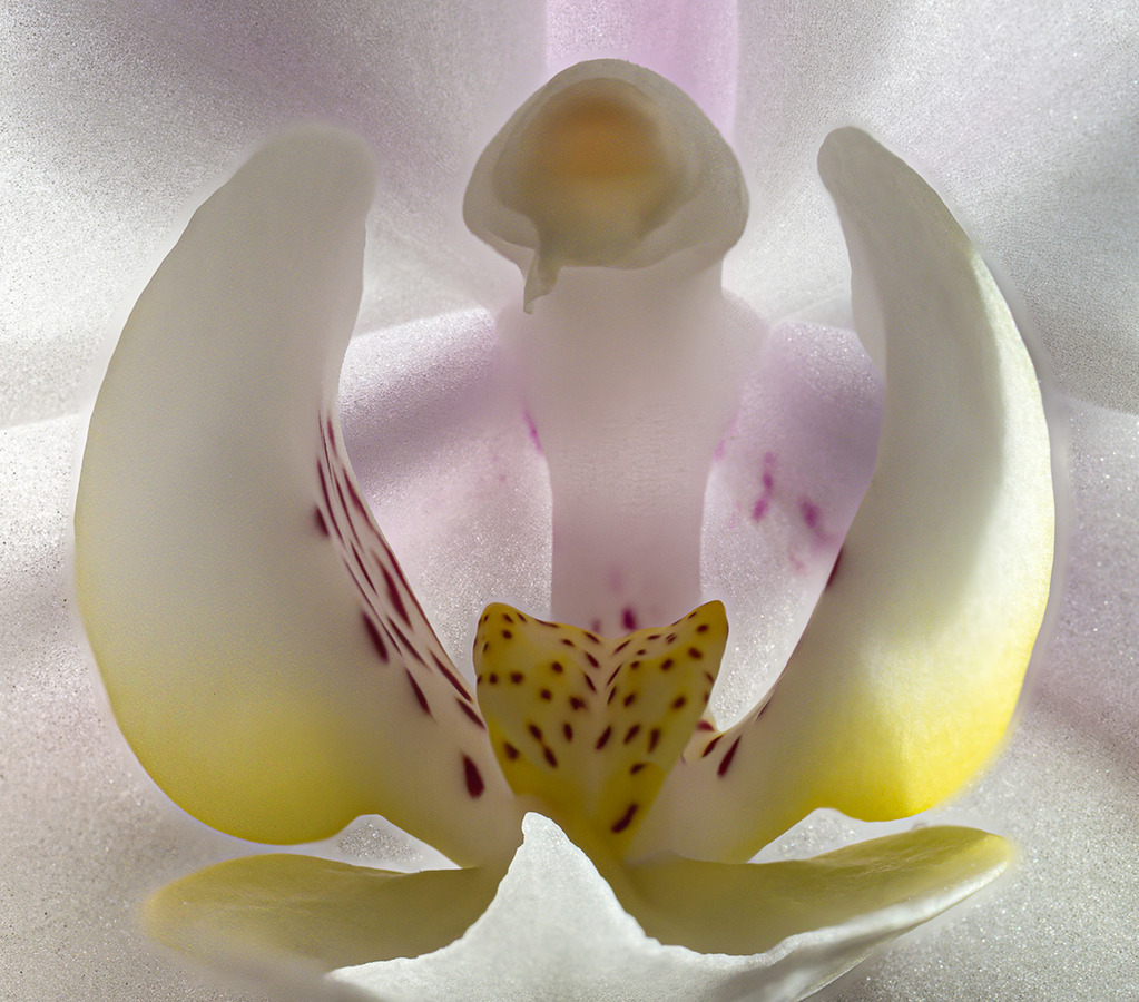 5 White Orchid Interior